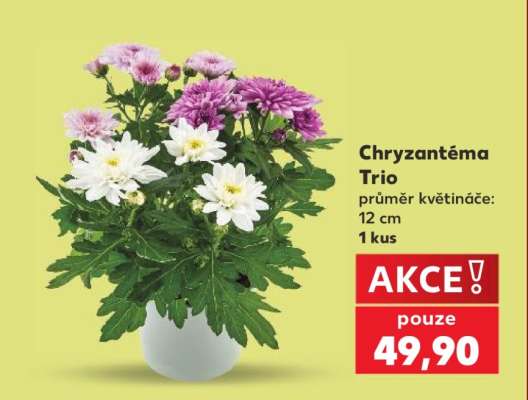 Chryzantéma „Trio“