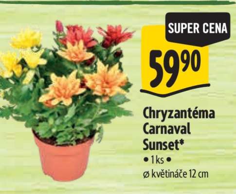 Chryzantéma Carnaval Sunset