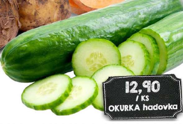 Okurka hadovka
