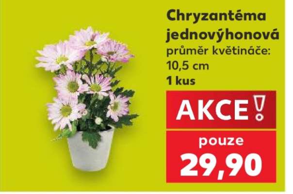 Chryzantéma jednovýhonová