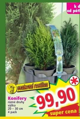 Konifery