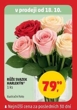 Růže svazek Harlekýn