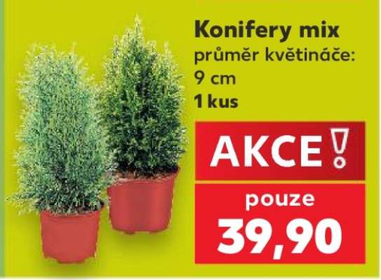 Konifery mix