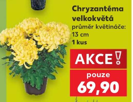 Chryzantéma velkokvětá
