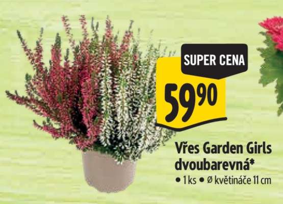 Vřes Garden Girls dvoubarevná