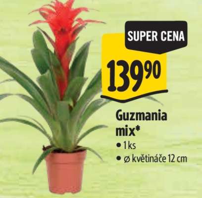 Guzmania mix
