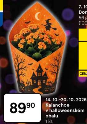 Kalanchoe v halloweenském obalu