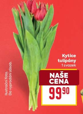 Kytice tulipány
