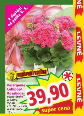 Pelargonie Lollipop/Rosalinda