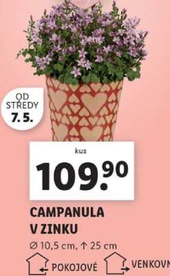 CAMPANULA V ZINKU