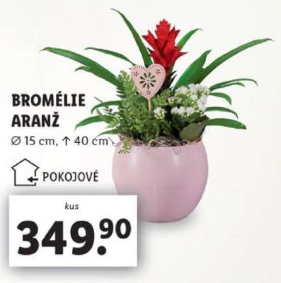 Bromélie aranž