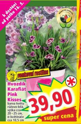 Hvozdík Karafiát Pink Kisses