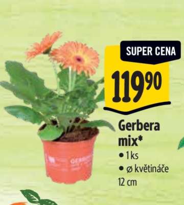 Gerbera mix*