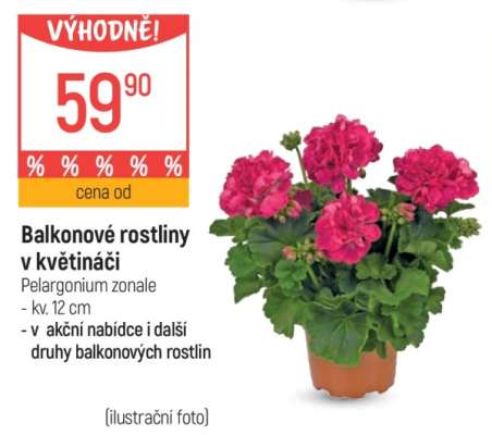 Balkonové rostliny v květináči