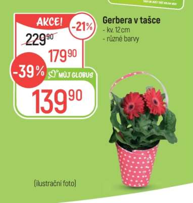 Gerbera v tašce