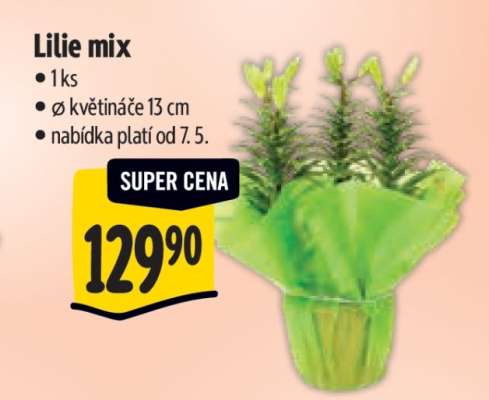 Lilie mix*