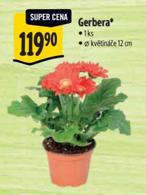 GERBERA*