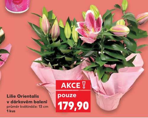 Lilie „Orientalis“ v dárkovém balení