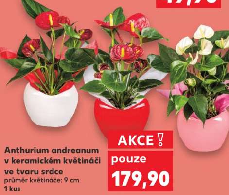 Anthurium andreanum v keramickém květináči ve tvaru srdce