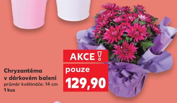 Chryzantéma v dárkovém balení
