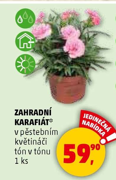 ZAHRADNÍ KARAFIÁT*