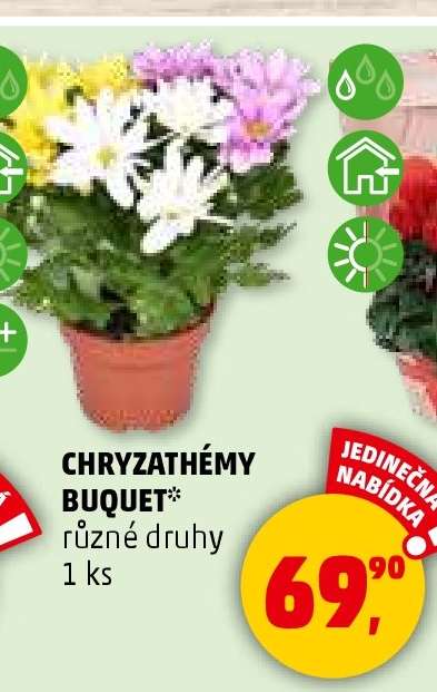 Chryzantémy Buquet