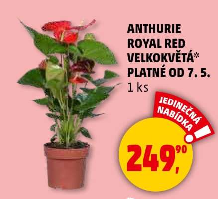 Anthurie Royal Red velkokvětá