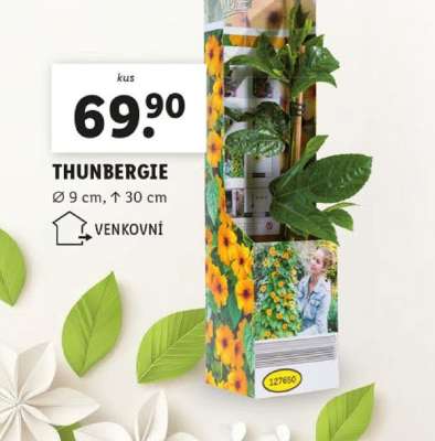 THUNBERGIE