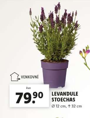 LEVANDULE STOECHAS