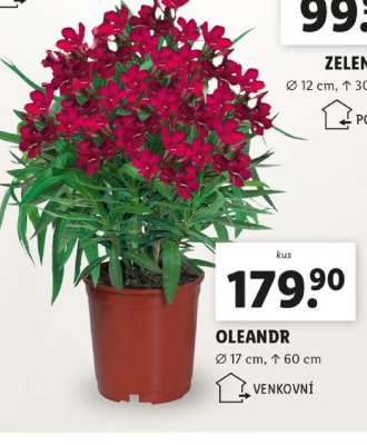 OLEANDR*
