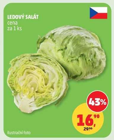 Ledový salát