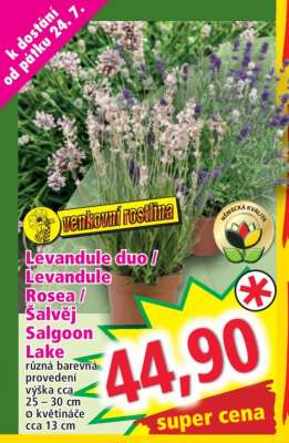 Levandule duo / Levandule Rosea / Šalvěj Salgoon Lake