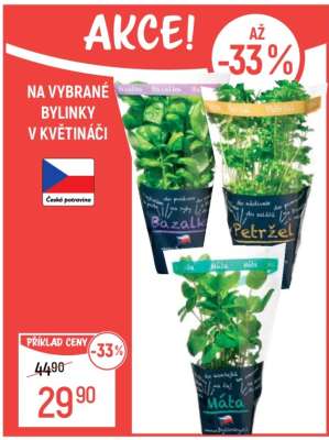 Vybrané bylinky v květináči