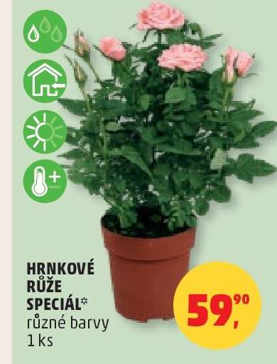 Hrnkové růže speciál