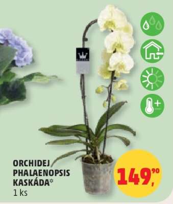 ORCHIDEJ PHALAENOPSIS KASKÁDA*