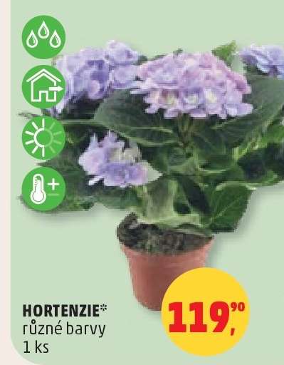 HORTENZIE*