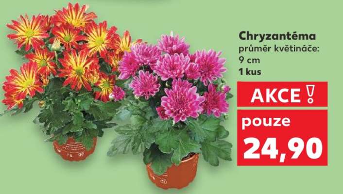 CHRYZANTÉMA*