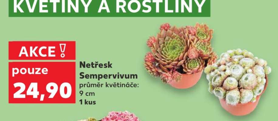 Netřesk Sempervivum