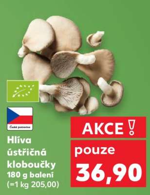Hlíva ústřičná kloboučky