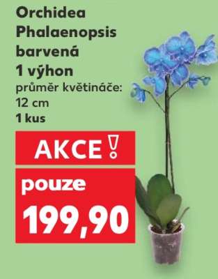 Orchidea-Phalaenopsis barvená
