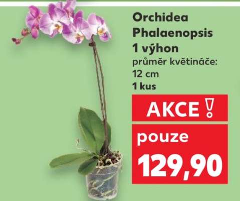 Orchidea Phalaenopsis 1 výhon
