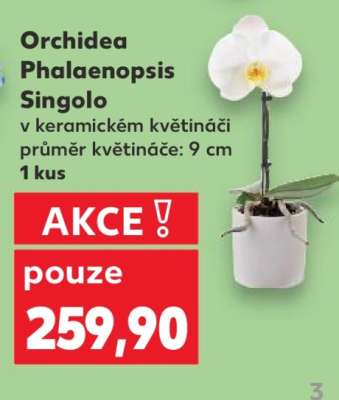 Orchidea Phalaenopsis 'Singolo'