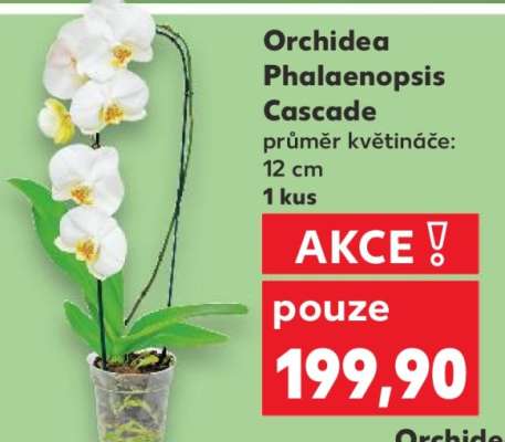 Orchidea Phalaenopsis „Cascade“