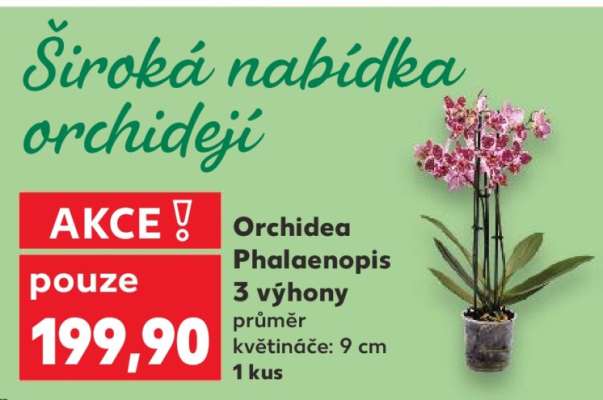 ORCHIDEA PHALAENOPSIS*