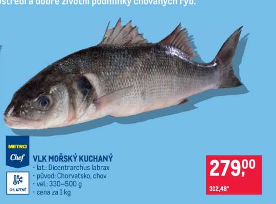 Vlk mořský kuchaný