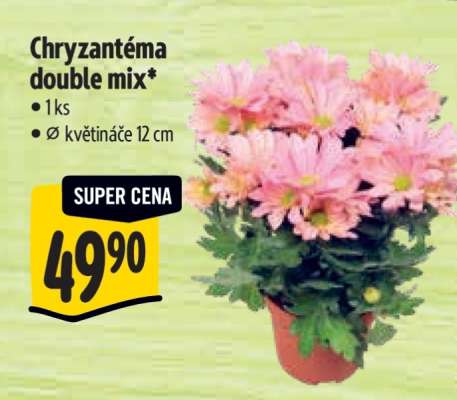 Chryzantéma Double mix
