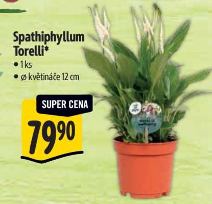 Spathiphyllum Torelli