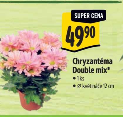 Chryzantéma Double mix