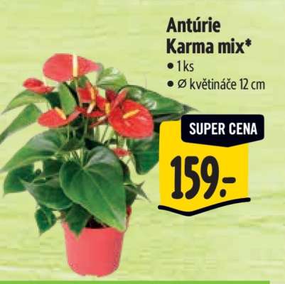 Antúrie Karma mix
