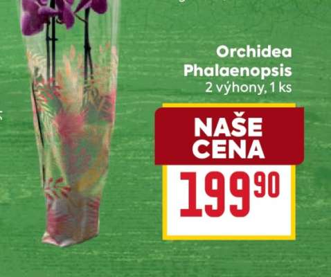ORCHIDEA PHALAENOPSIS*